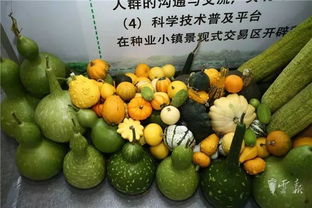 第十五屆昆明農博會開幕啦，快收下這份逛展攻略，周末約起！